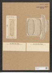 Amphora egregia Ehr. (de-Toni-Nr.: Genus 36, Species 1660) Zeichnungen Sammlung Grunow Nr. 3177 (NHMW-BOT-W0370619)